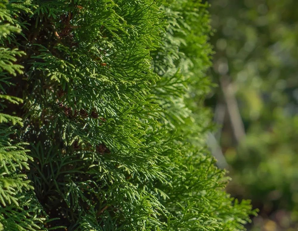 close-up of leaves of a Green Giant Arborvitae