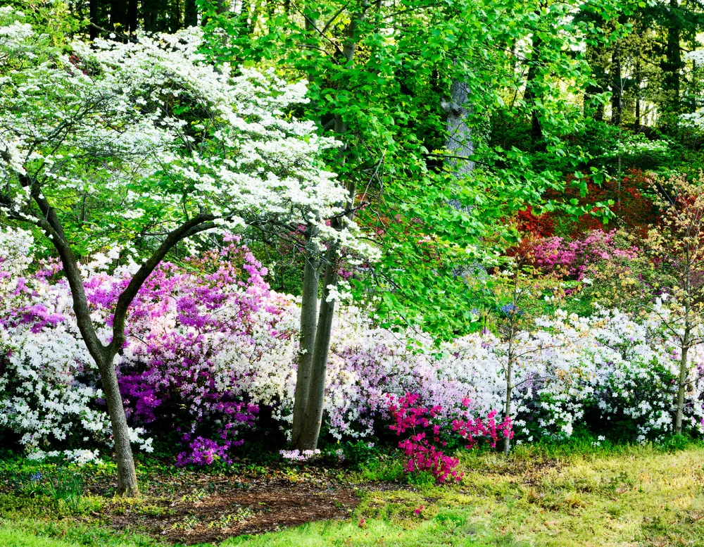 photo of flowering trees and shrubs along a forest edge.