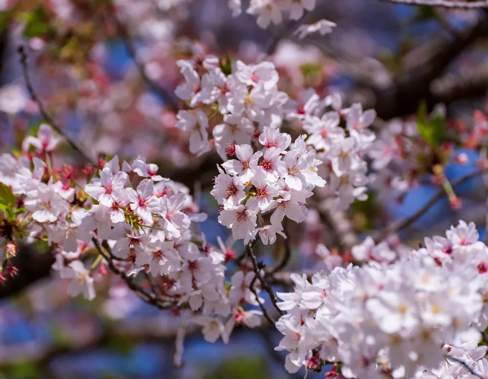 closeup detail of cherry blossoms