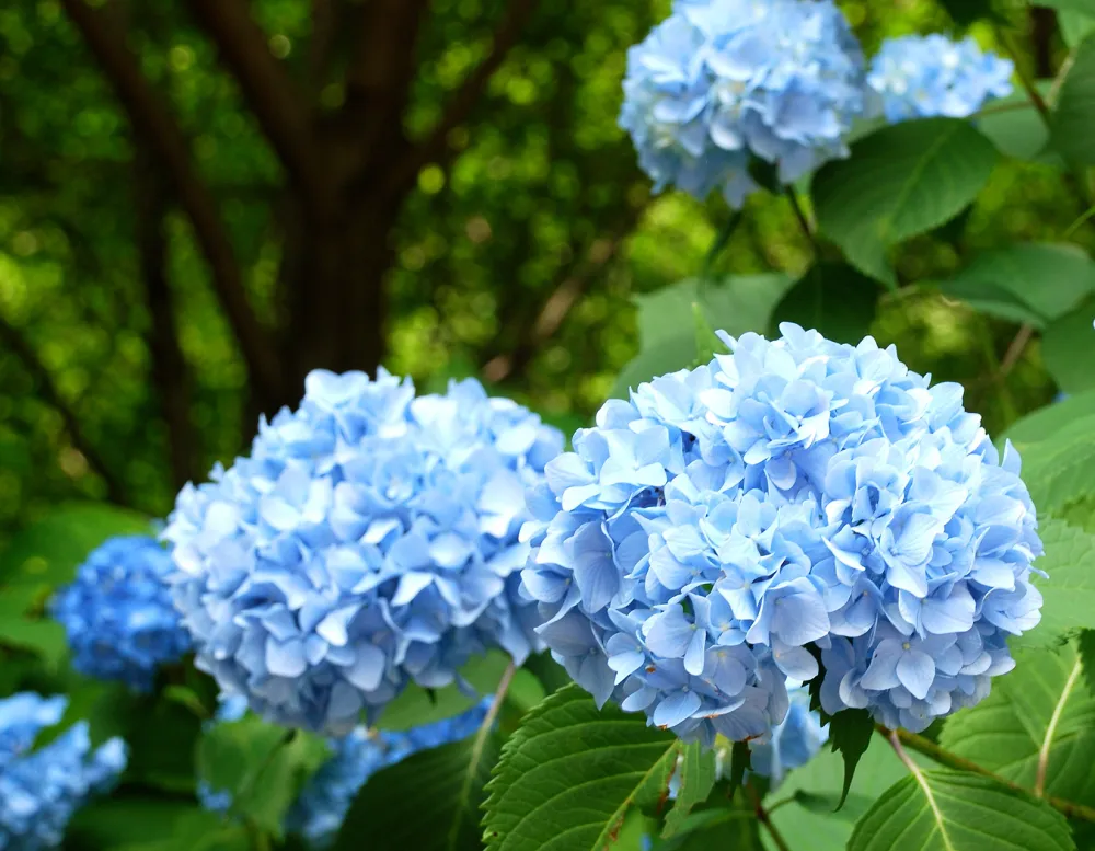 close up of blue hydrangea planted under a shade tree.