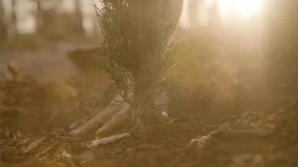 Image of seedling planted in scorched forest