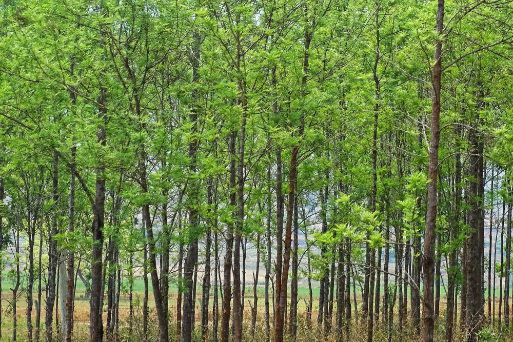 tree plantation photo