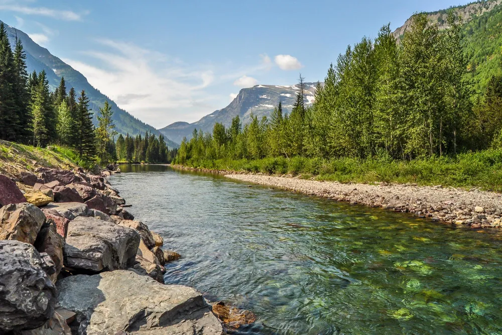 stream with trees surrounding 