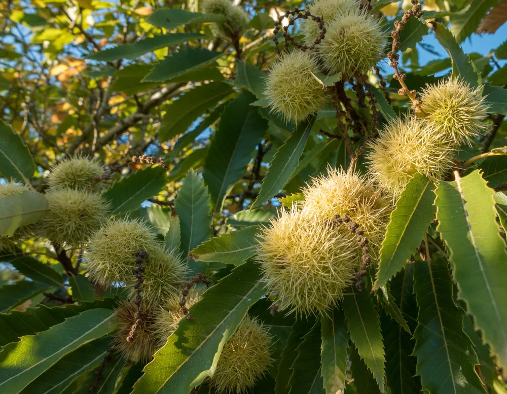 chestnuts growing on a plant