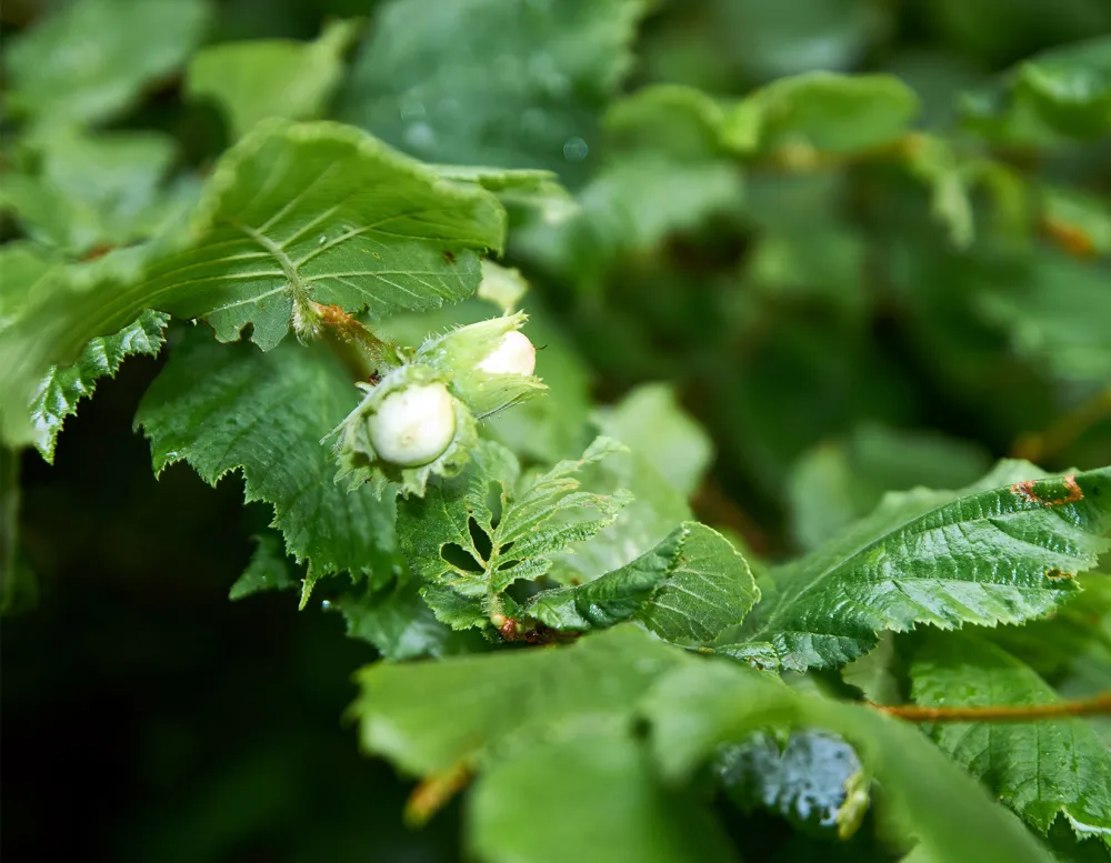 Fresh green hazelnuts growing on the tree.