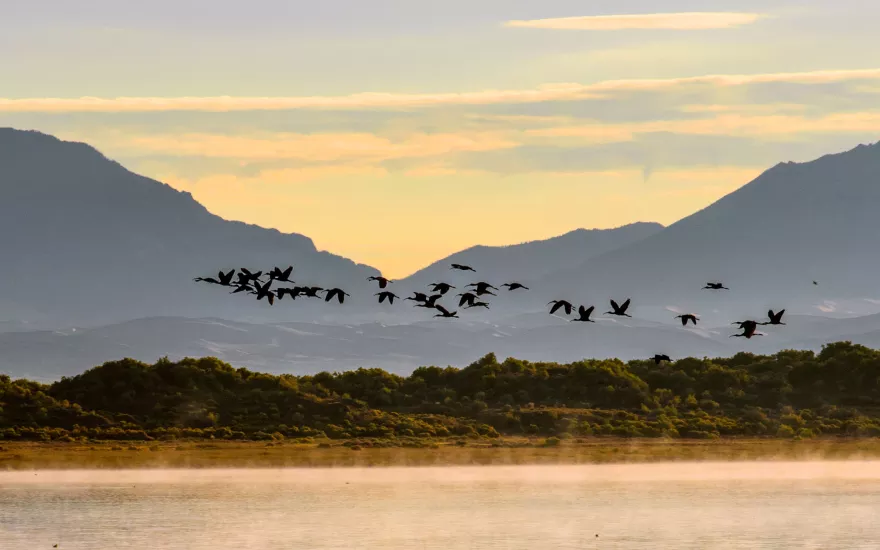 group of birds flying over water