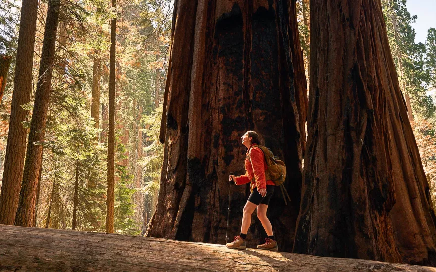 hiker walking through forest of trees