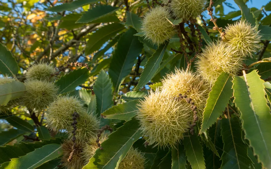 chestnuts growing on a plant