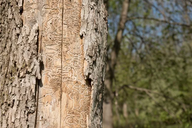 insect damage to tree