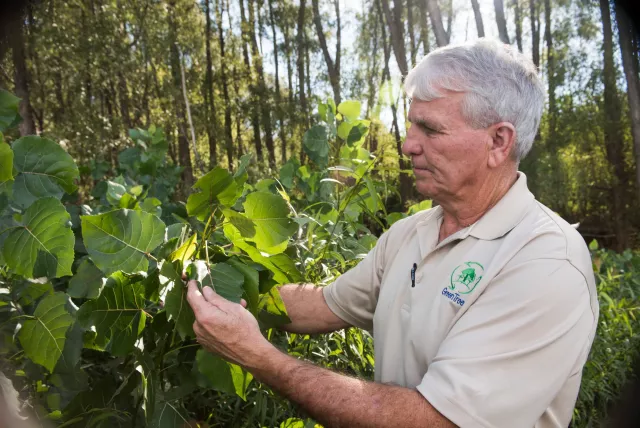 A man in a white shirt holds a vibrant leafy plant, showcasing its lush green leaves against a bright background.