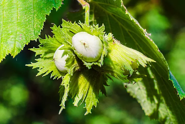 european hazelnuts.