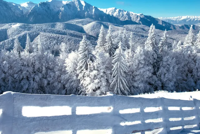 Media Name: evergreen-snow-fence.jpg