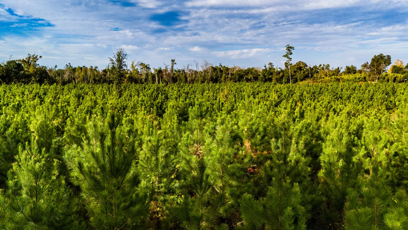 trees on open land