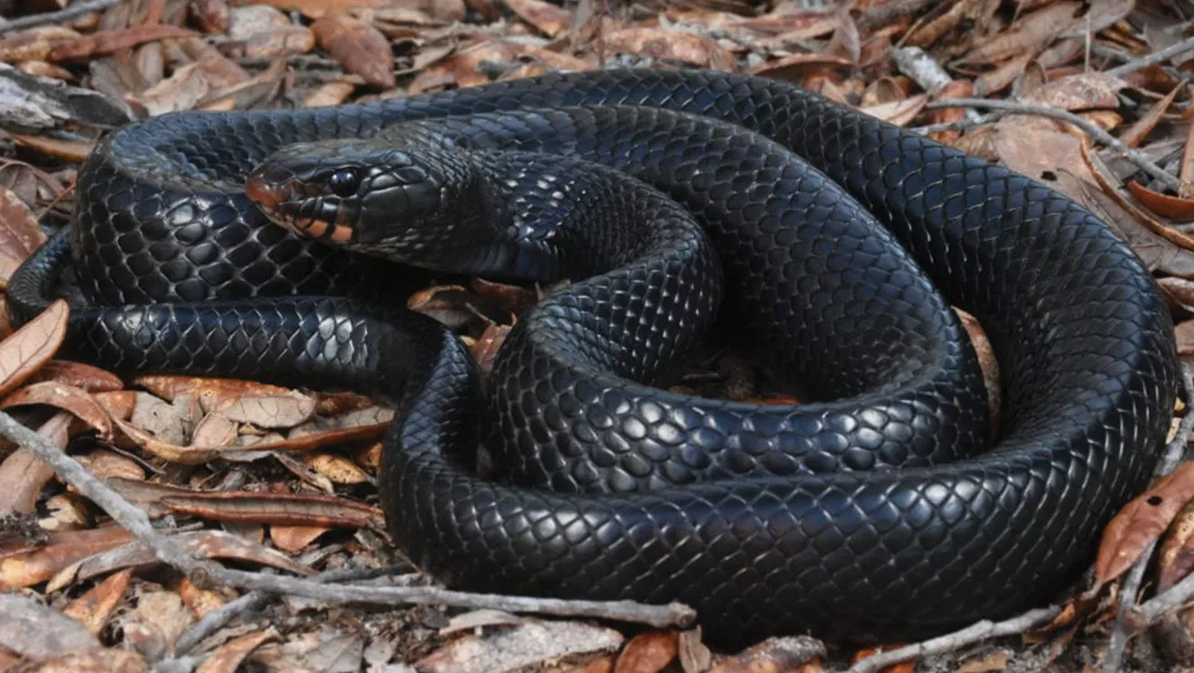 Eastern Indigo Snake