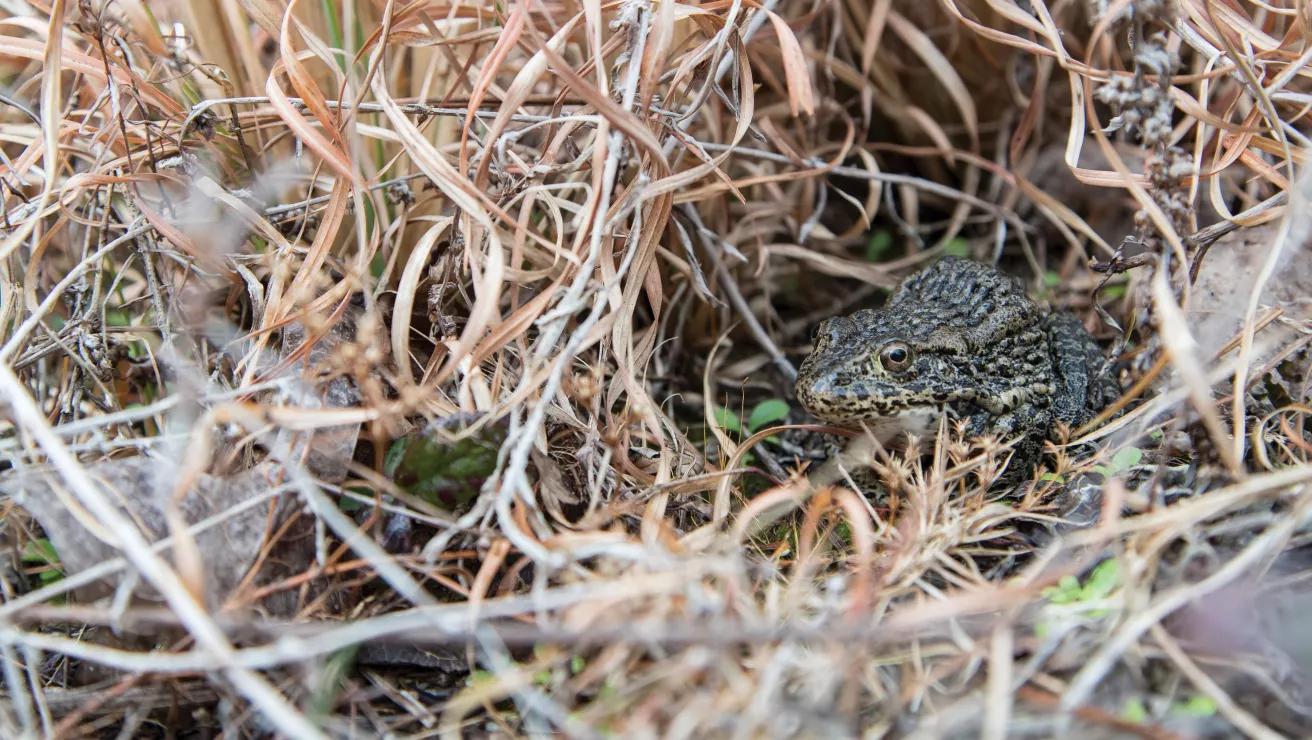 gopher frog