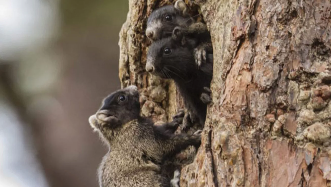 fox squirrel