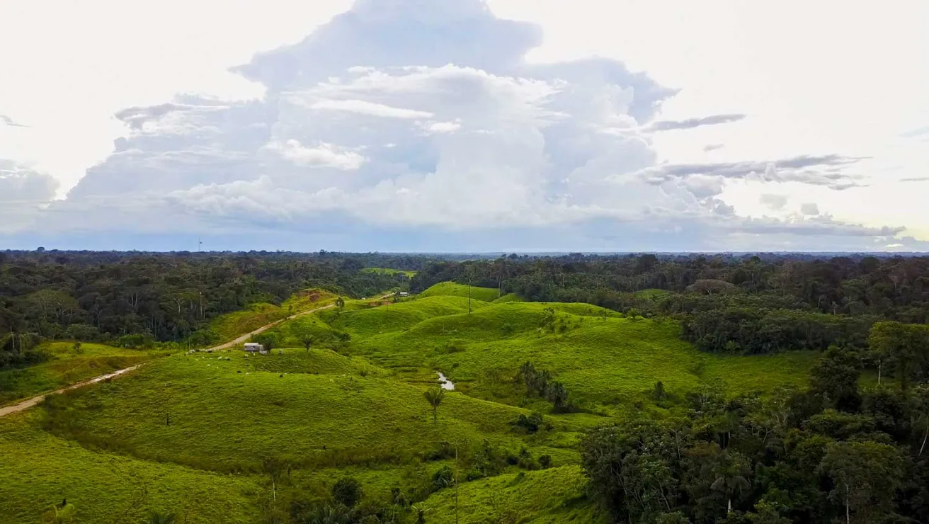 Aerial view of the lush Amazon rainforest, showcasing its vibrant greenery and vast tree canopy under a clear blue sky.