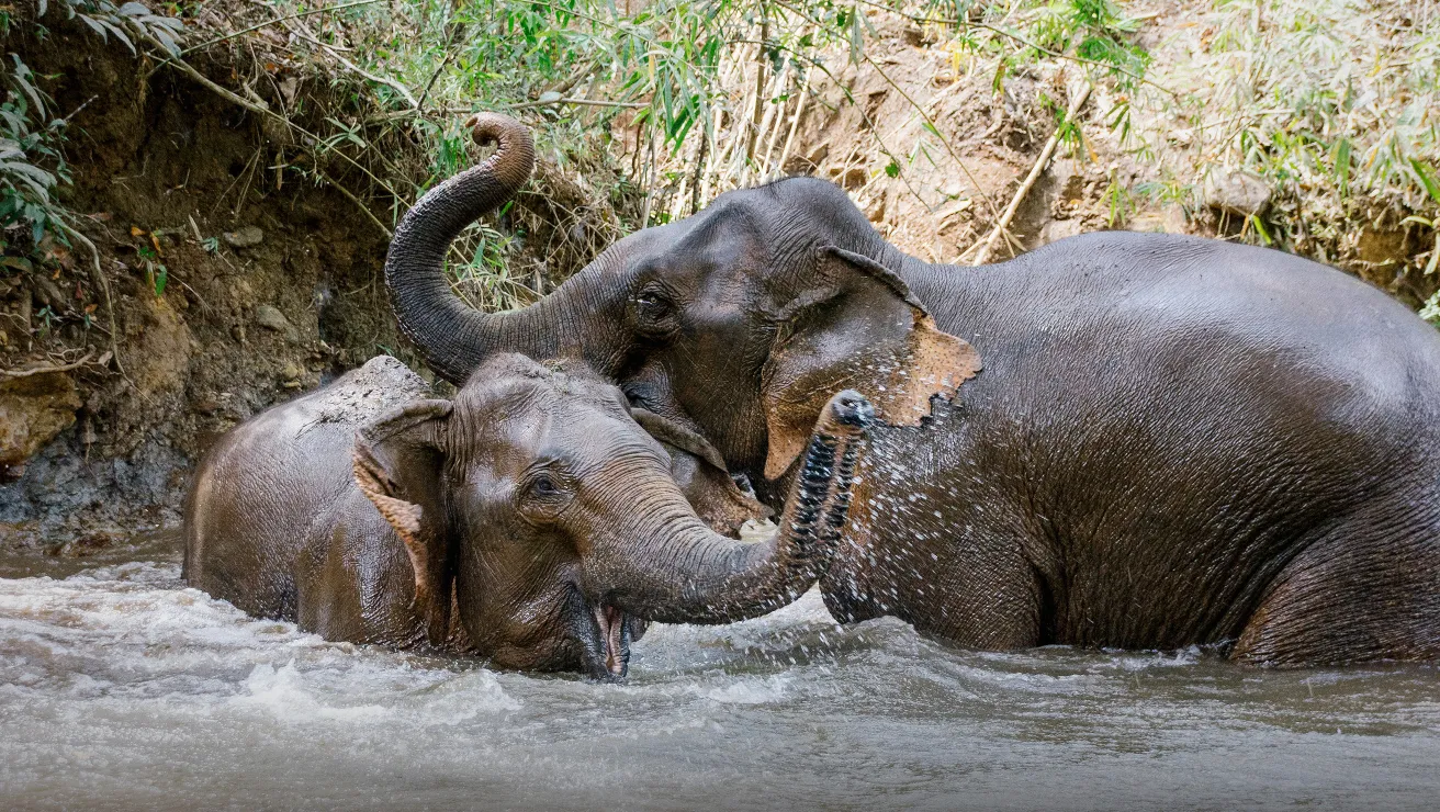 two asian elephants playing in the water