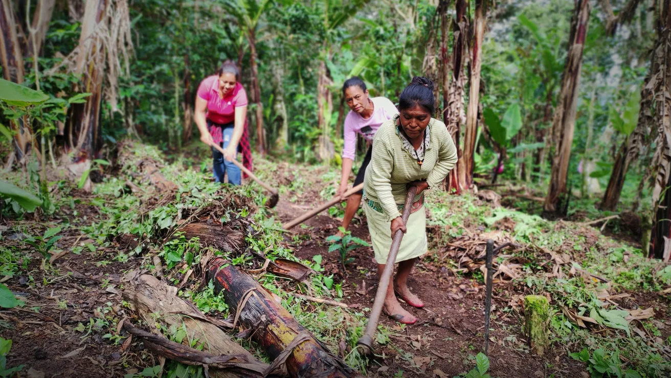 three women farmers working the land in forested area