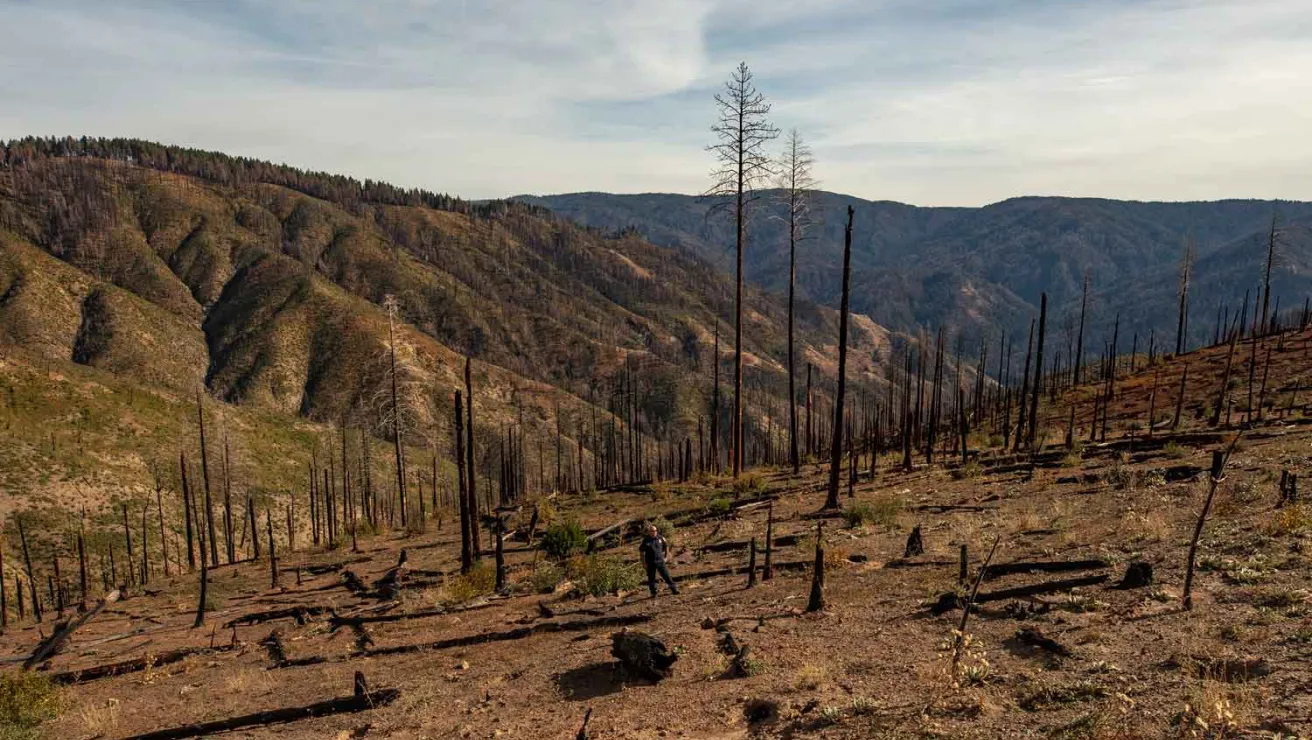 A charred landscape of a California mountain forest, showcasing the aftermath of a devastating wildfire.