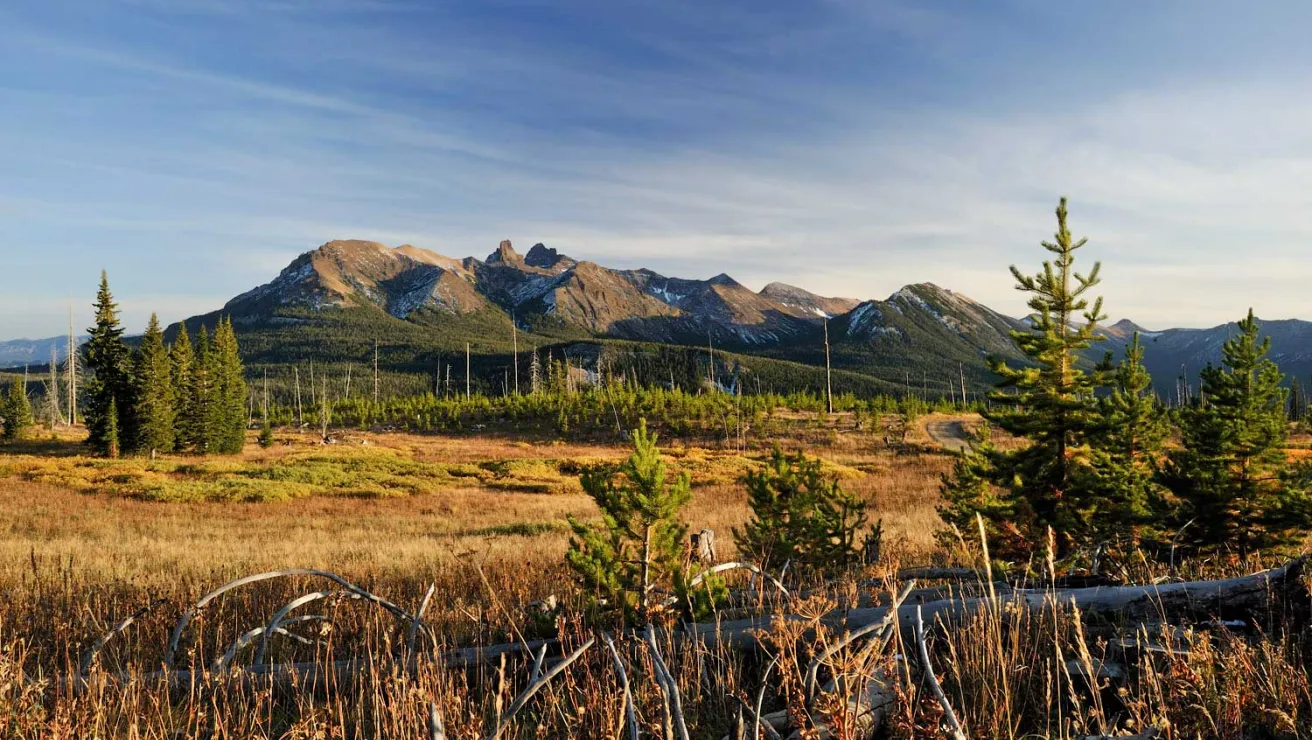 A picturesque landscape showcasing a grassy field adorned with various trees in the background.