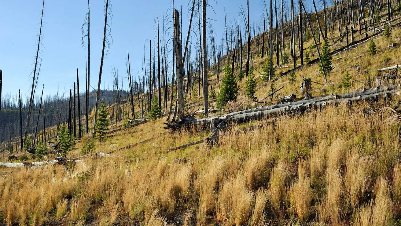 A hillside featuring barren trees and dry grass after a wildfire.