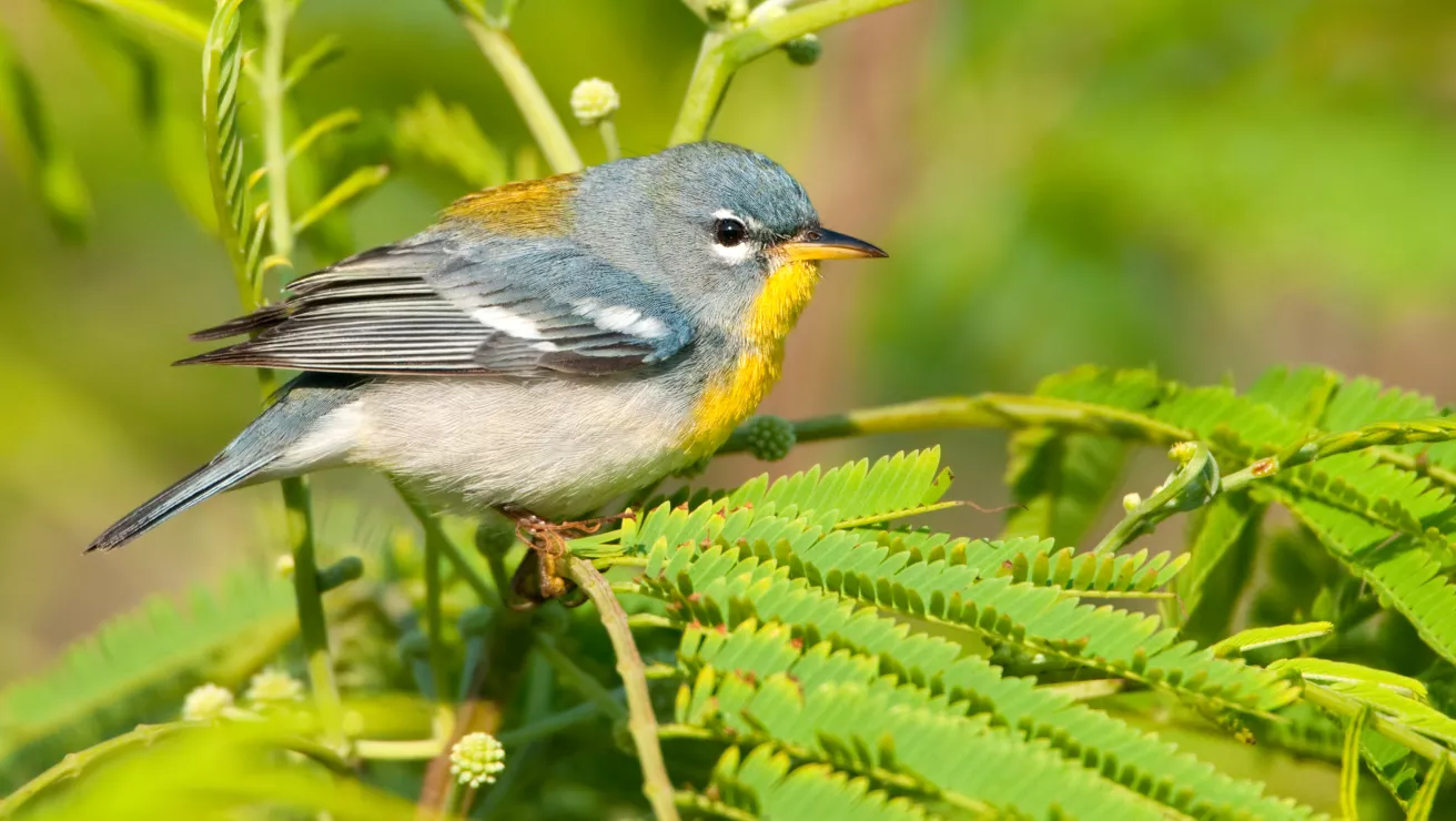 northern parula bird