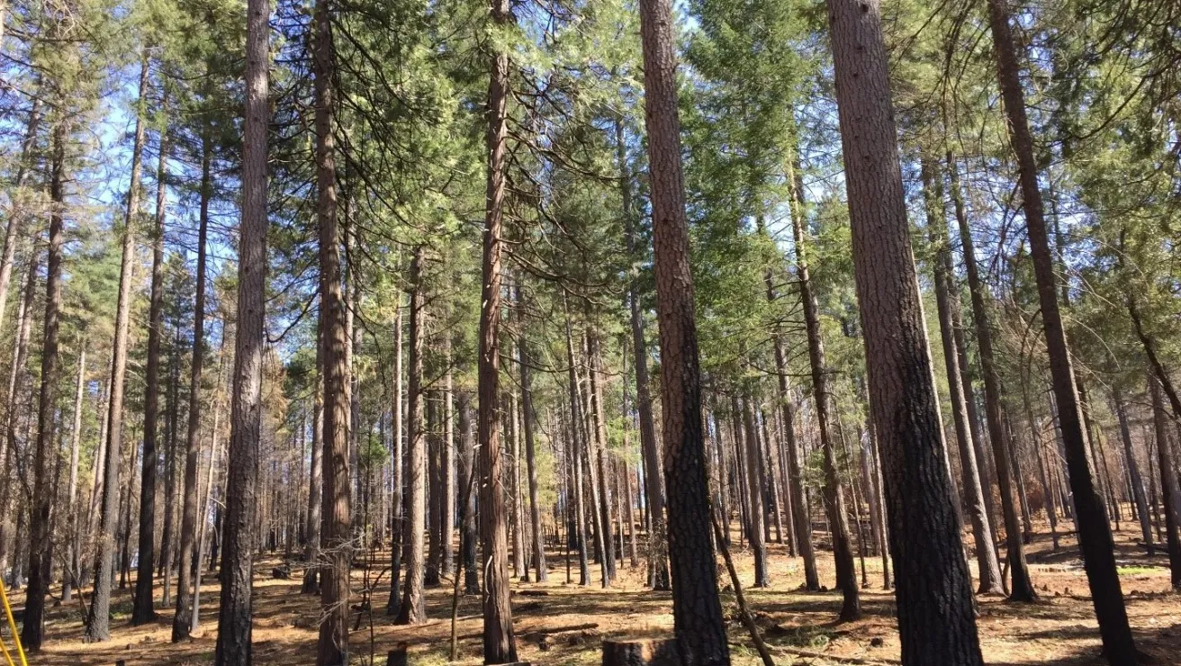 A forest filled with trees against a bright blue sky.