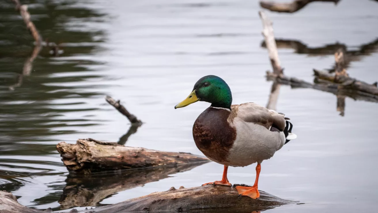 Mallard