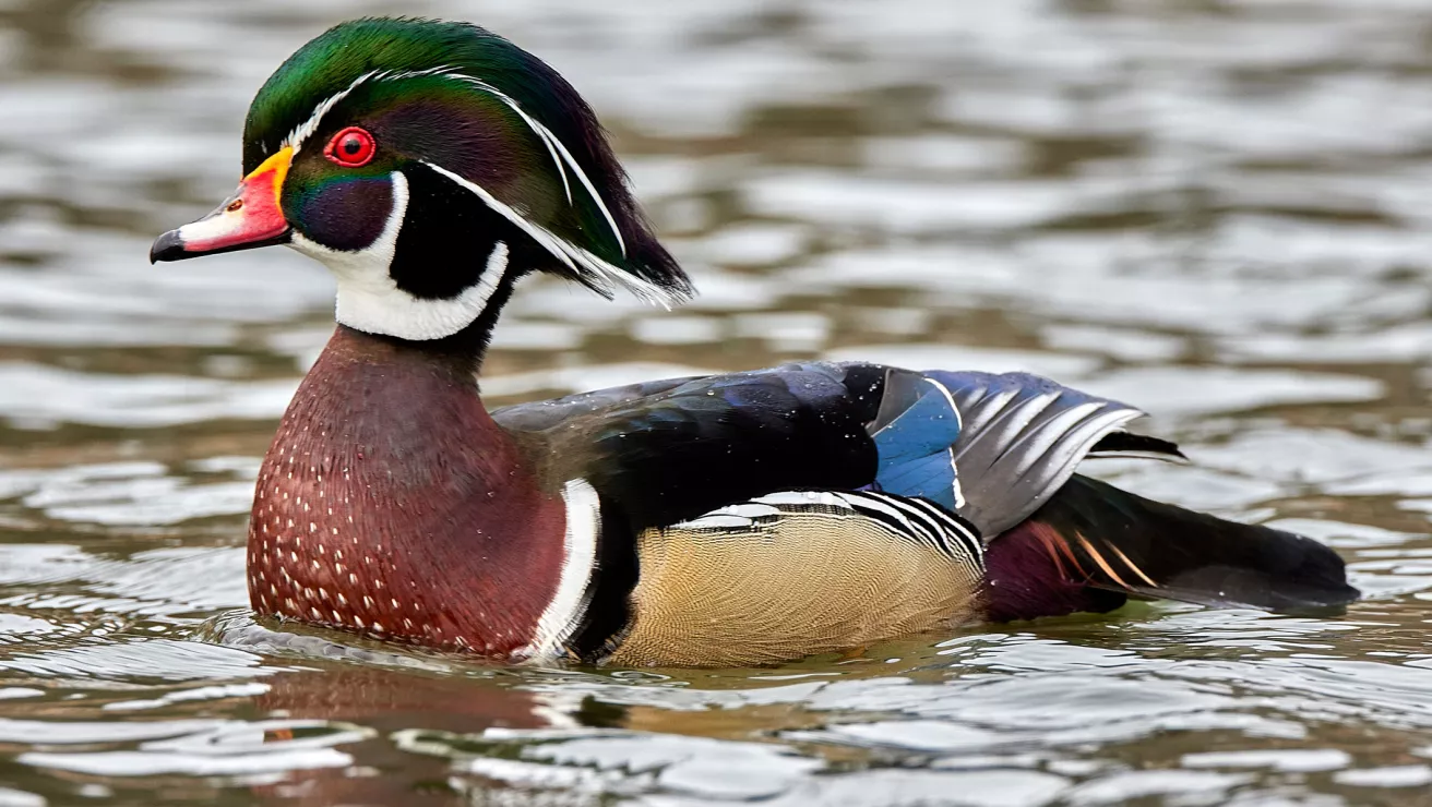 wood duck