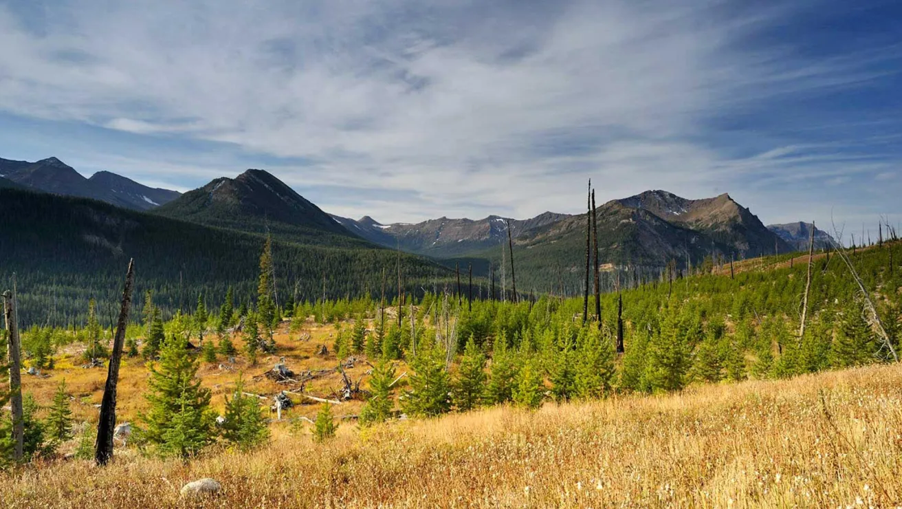 landscape photo of a growing forest and mountains