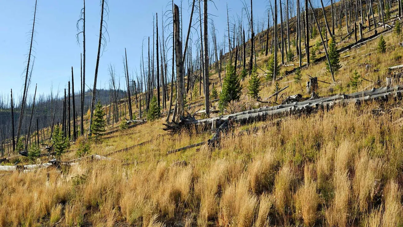 the destruction of a fire in a forest