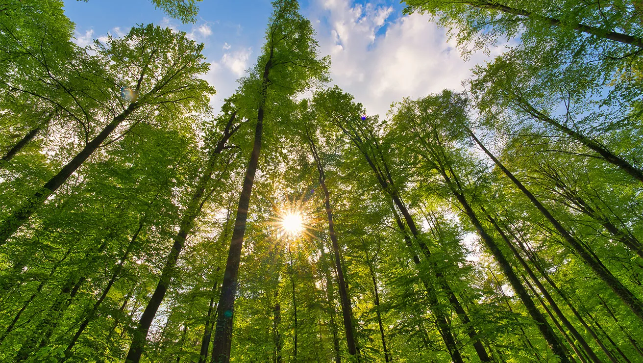 forest view from below looking up