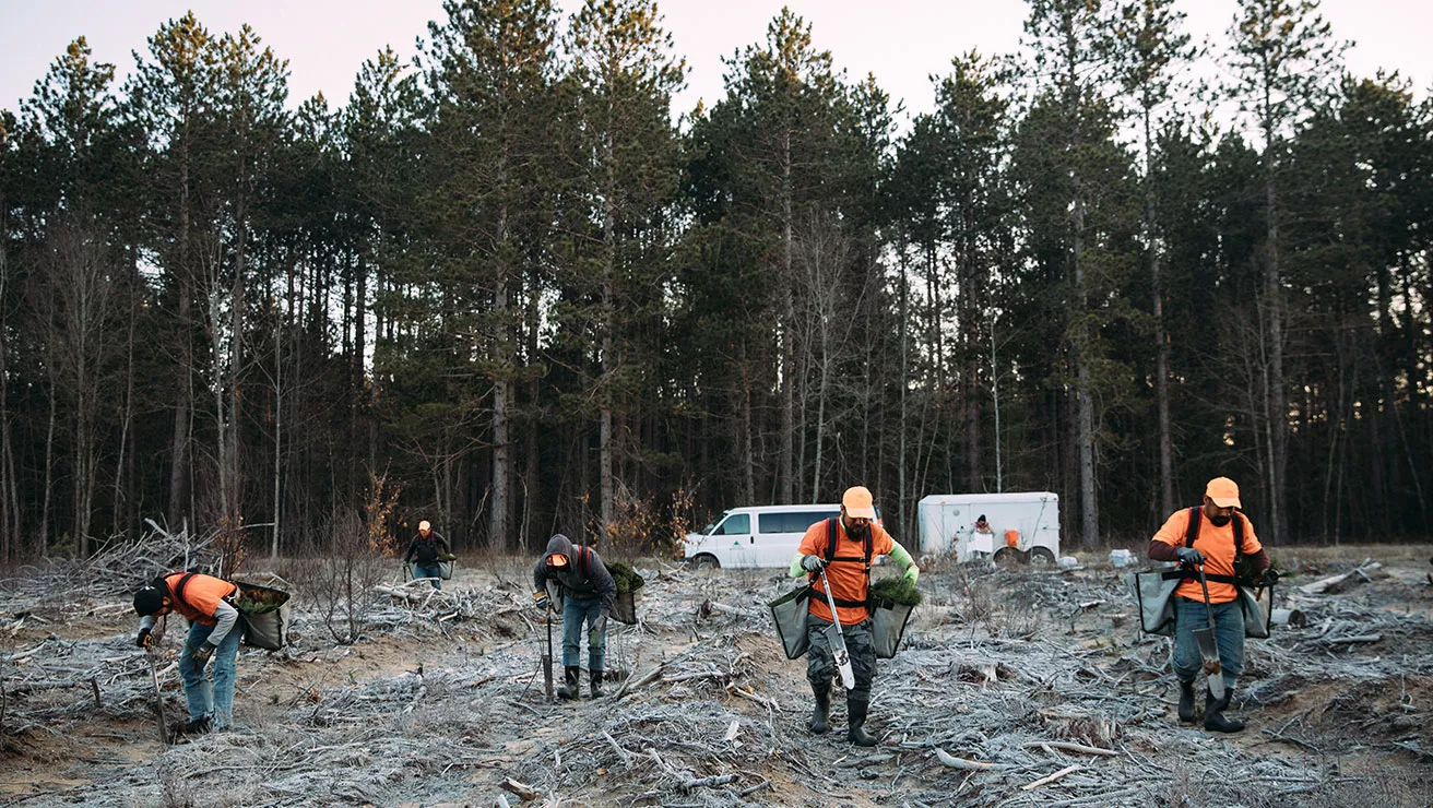 individuals replanting trees