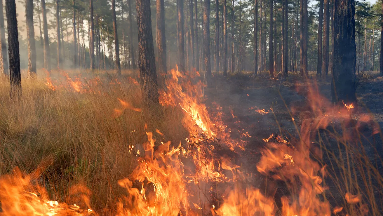 controlled burn photo