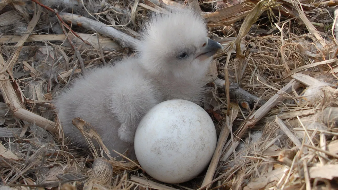 baby bald eagle