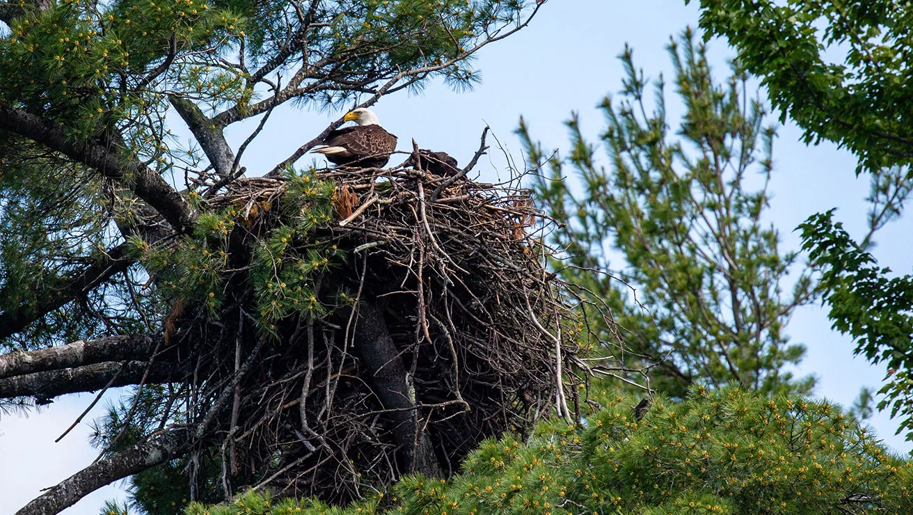 bald eagle in a nest