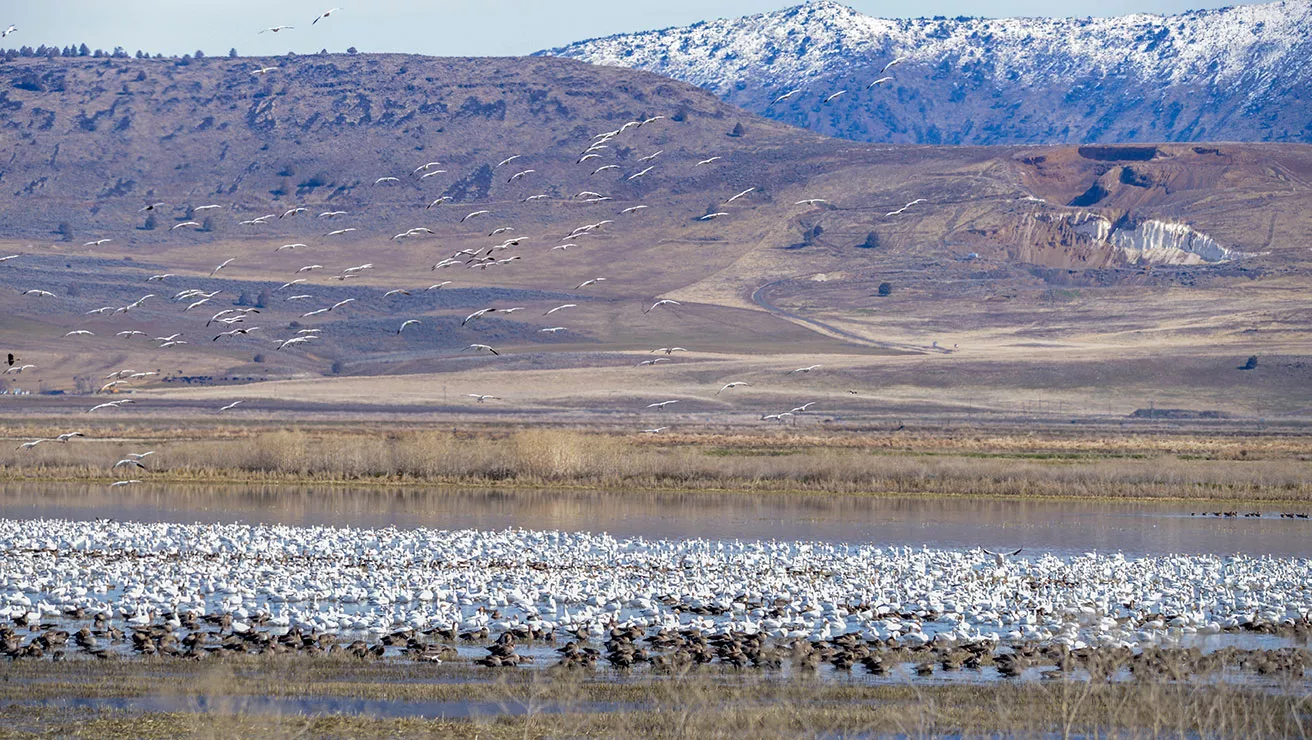 group of birds by a body of water