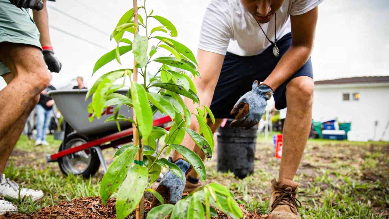 people volunteering in florida to plant trees