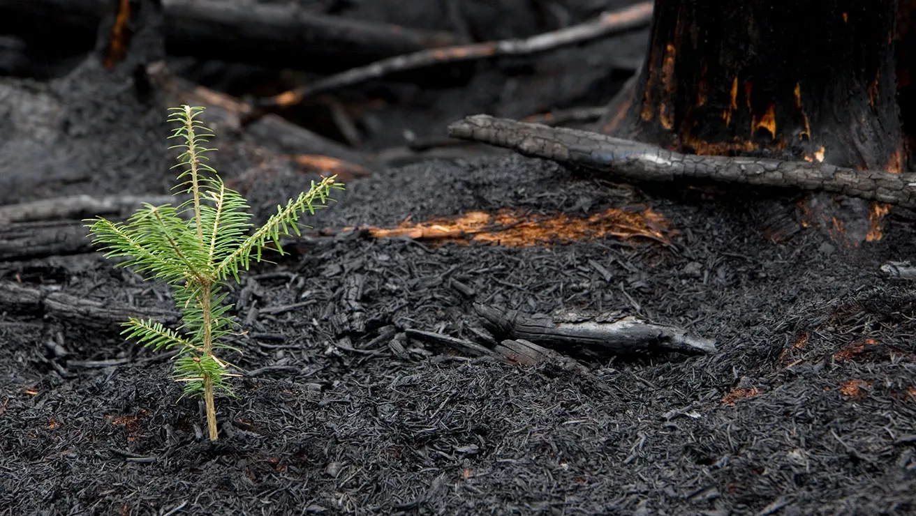 small tree amongst wildfire ashes