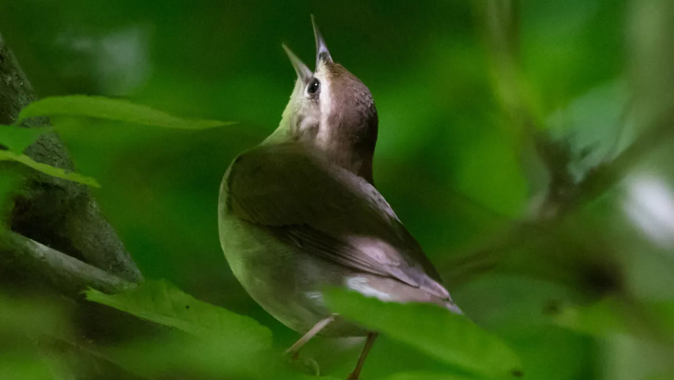 swainson's warbler bird