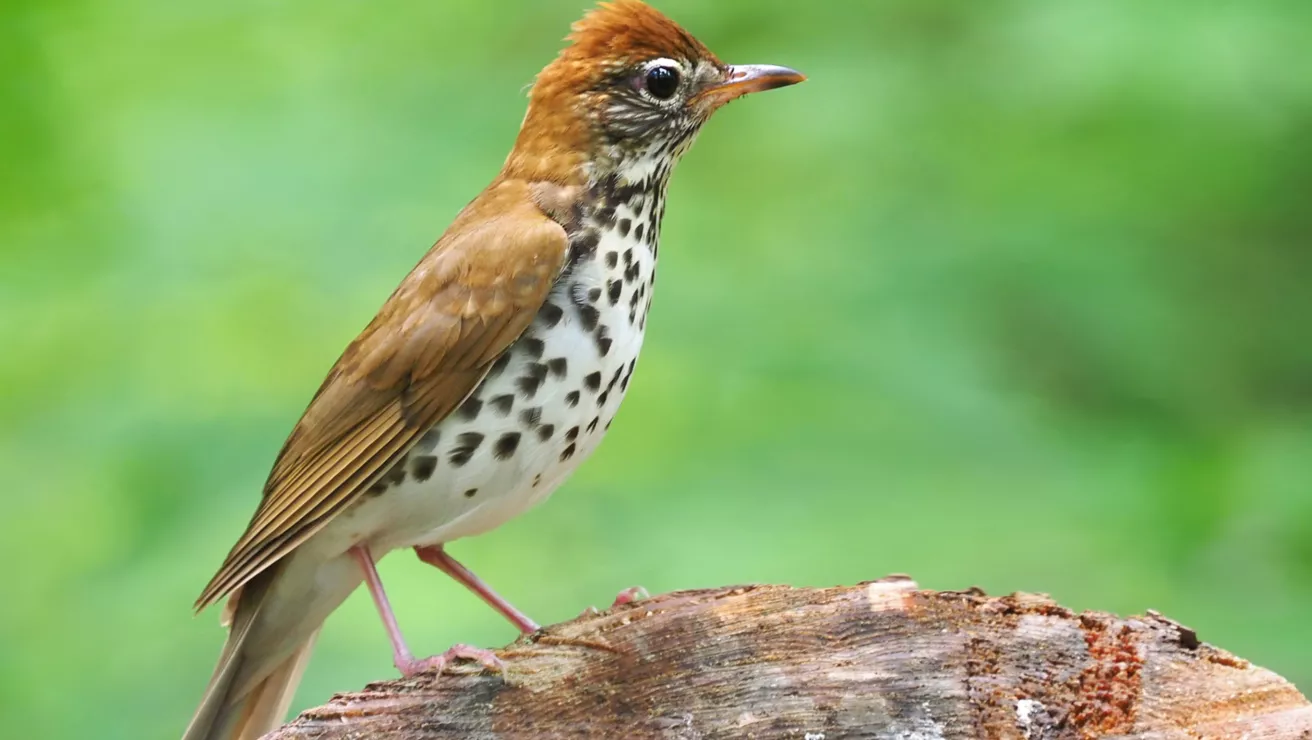 wood thrush bird