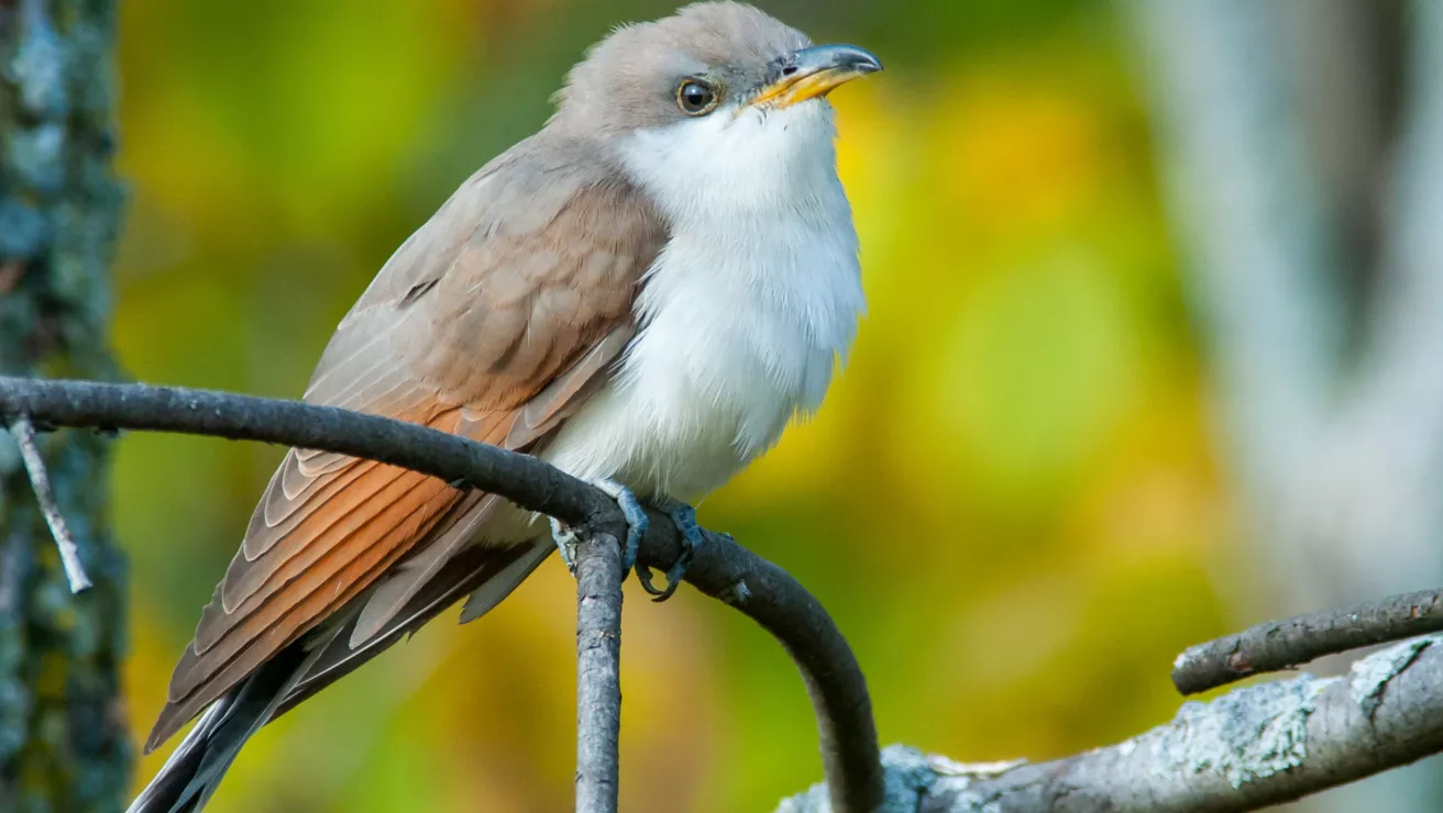 yellow billed cuckoo bird