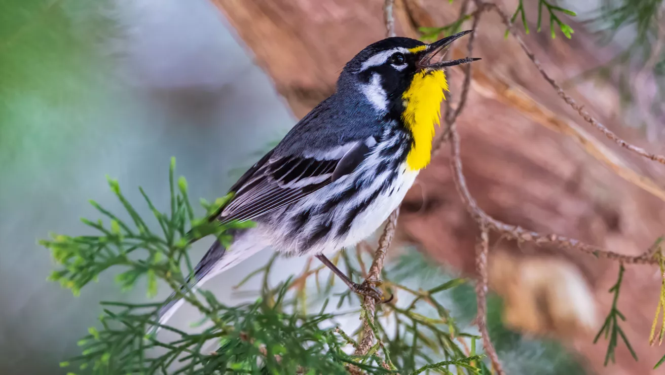 yellow-throated warbler