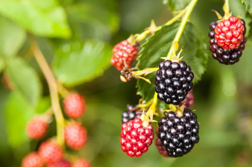 Blackberries on a tree