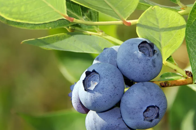 Blueberries on a bush