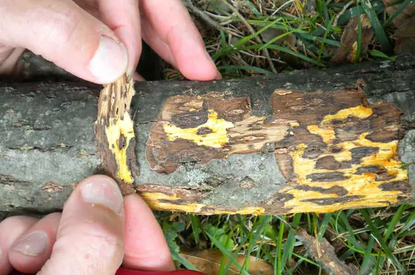 Bark of tree with thousand cankers disease