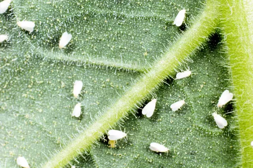 Whiteflies on a leaf