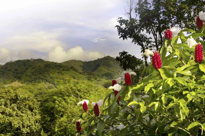 Image of rain forest and tropical flowers