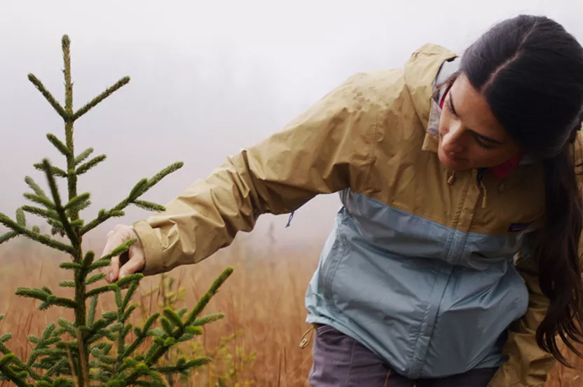 person looking at newly planted tree